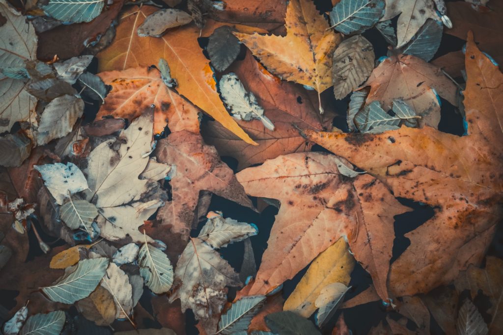 Image of multi colored autumn leaves on the ground.