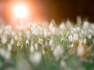 close up photo of a bed of white flowers in Spring