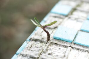 Photo of a seedling sprouting up through concrete and broken tile.